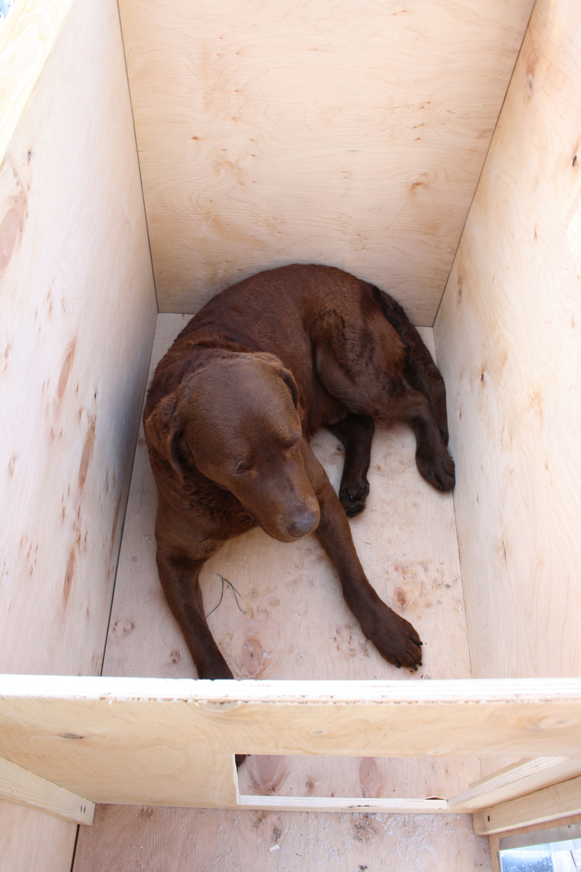 Ein Labrador befindet sich in einer isolierten Hundehütte aus Holz.