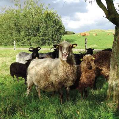 Eine Schafherde steht im Schatten eines Baumes. Im Hintergrund ist eine Rinderherde in einem anderen Pferch zu sehen.