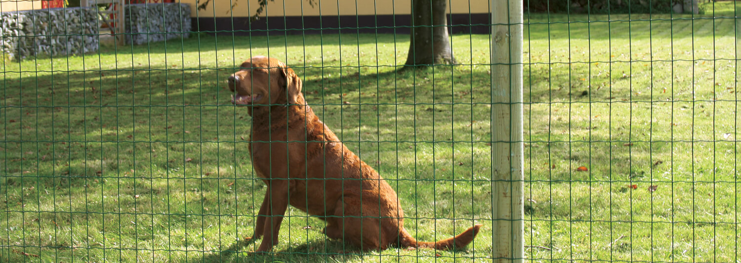 Ein großer Hund, der hinter einem Lux-Gartenzaun in Grün sitzt