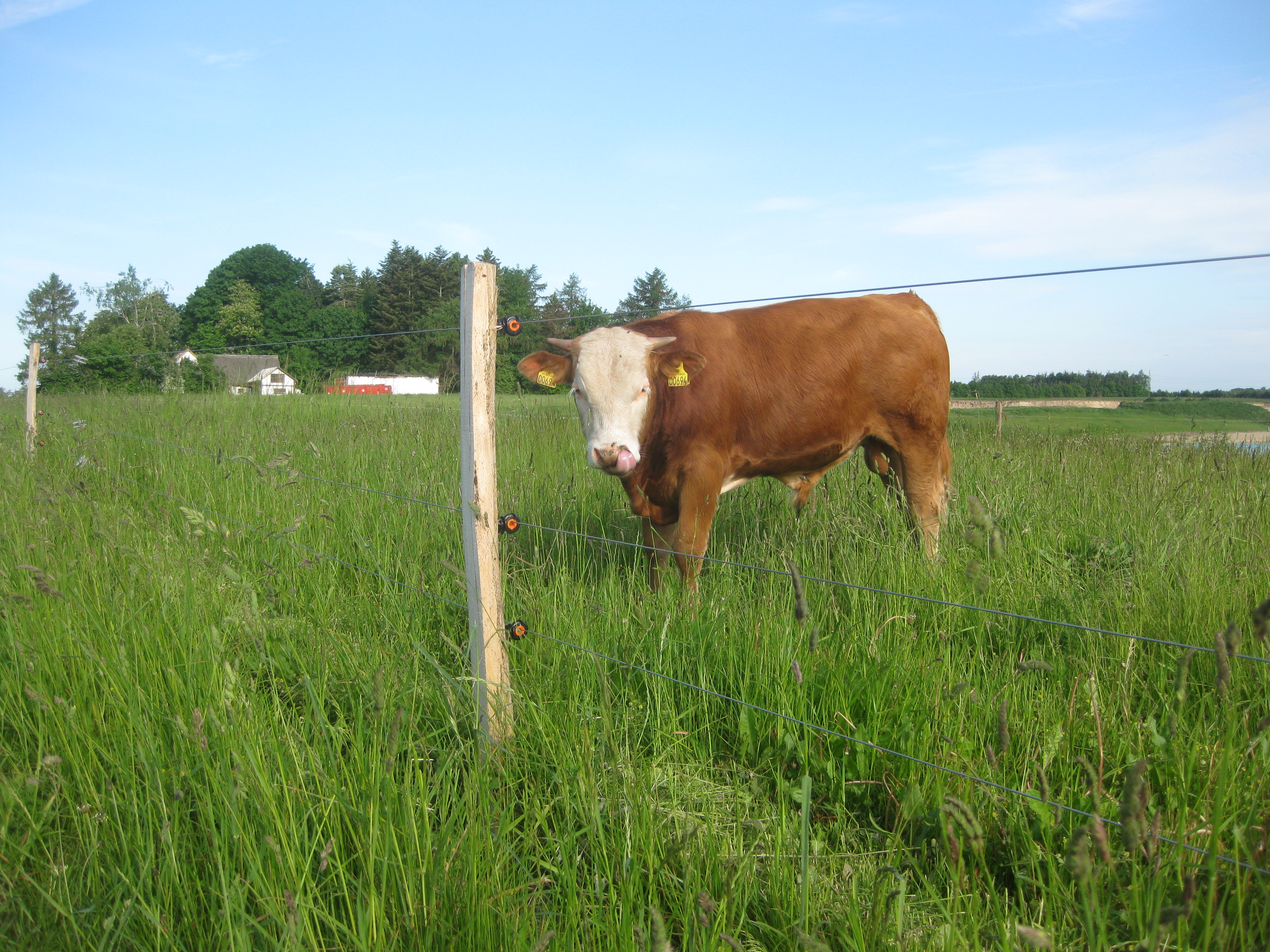 Ein großer Stier steht in der Nähe des elektrischen Zauns in seinem Gehege.