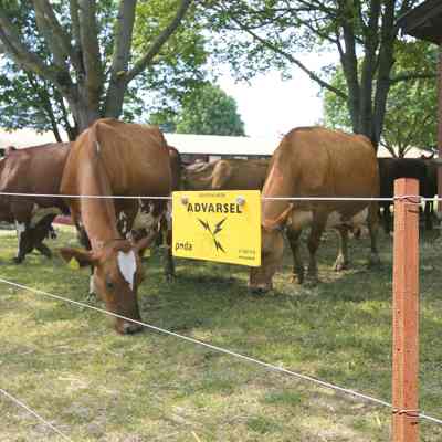 Eine Herde brauner Kühe steht hinter einem Elektrozaun in einem kleinen Gehege.