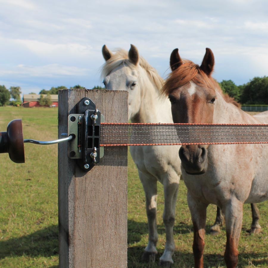 Zwei Pferde stehen in der Nähe einer gemeinsamen Öffnung in ihrer Herde. Der Elektrozaun ist ein Breitband-Zaun.