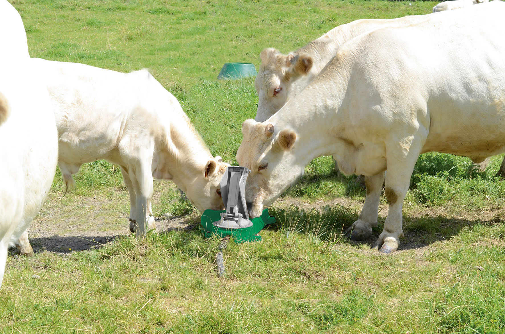 Mehrere helle Kühe trinken Wasser aus einer grünen Weidepumpe auf einer Wiese.