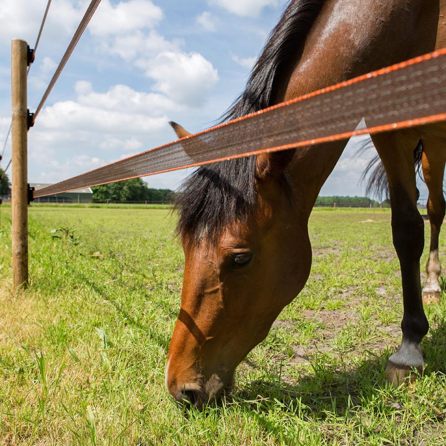 Ein braunes Pferd frisst das Gras unter einem Breitband-Elektrozaun.