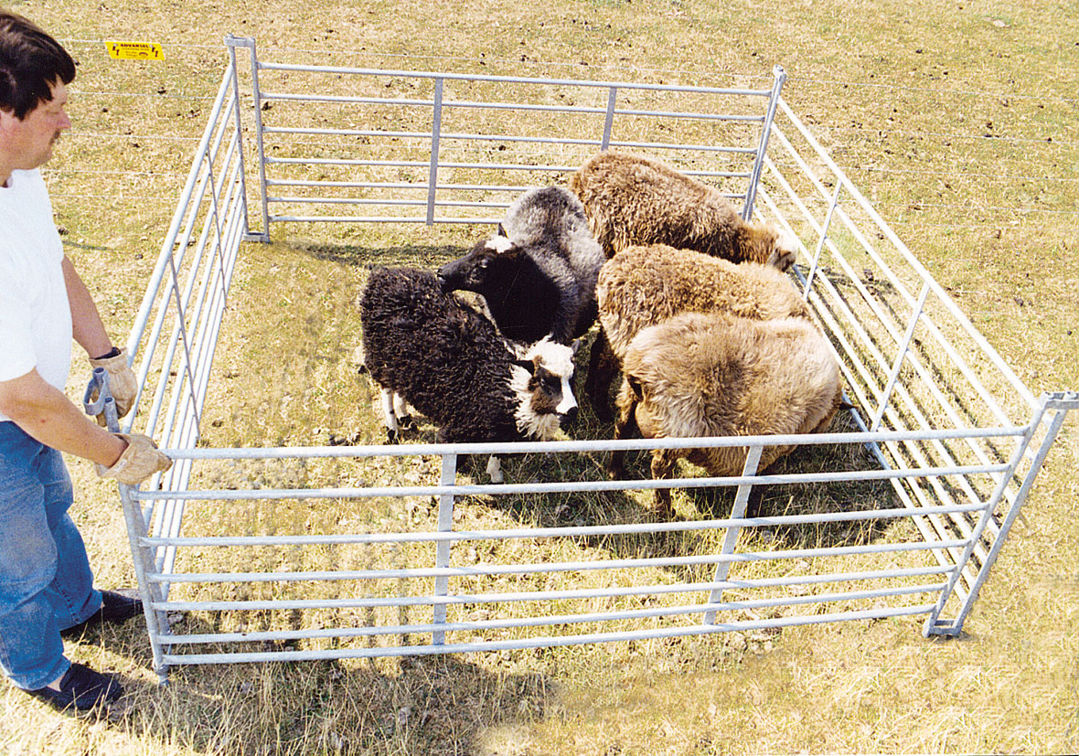 Fünf Schafe stehen dicht beieinander in einem kleinen Pferch.