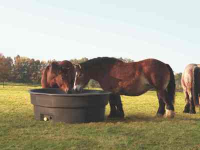 Zwei Pferde trinken an einer Trogtränke, während ein anderes Pferd im Hintergrund steht.