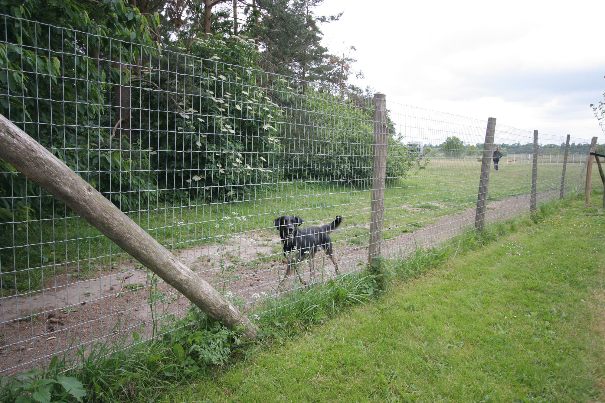 Ein schwarzer Hund läuft entlang des Maschendrahtzauns in einem Laufhof.