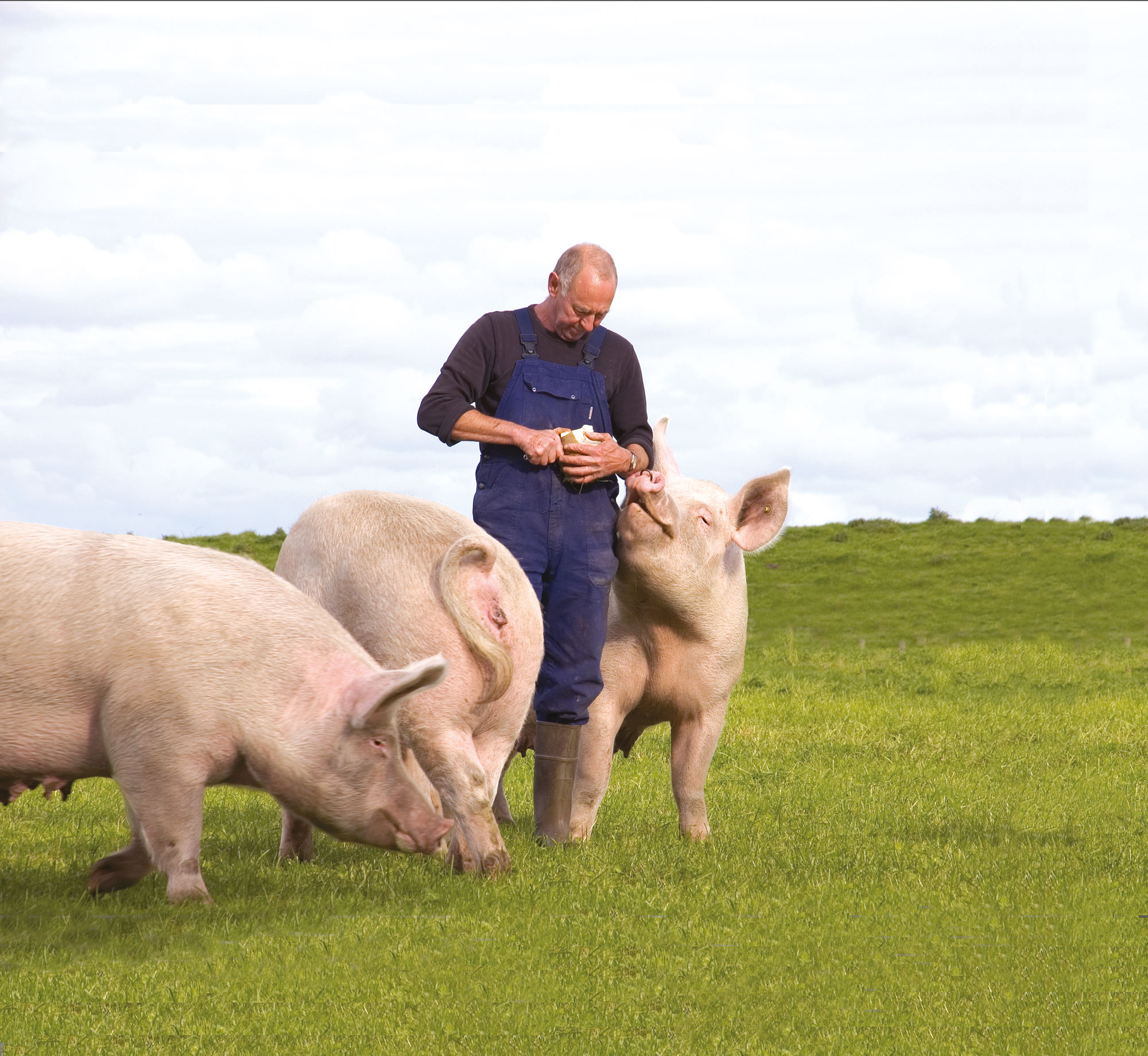 Ein Schweinezüchter steht in einem Gehege, umgeben von drei großen Schweinen.