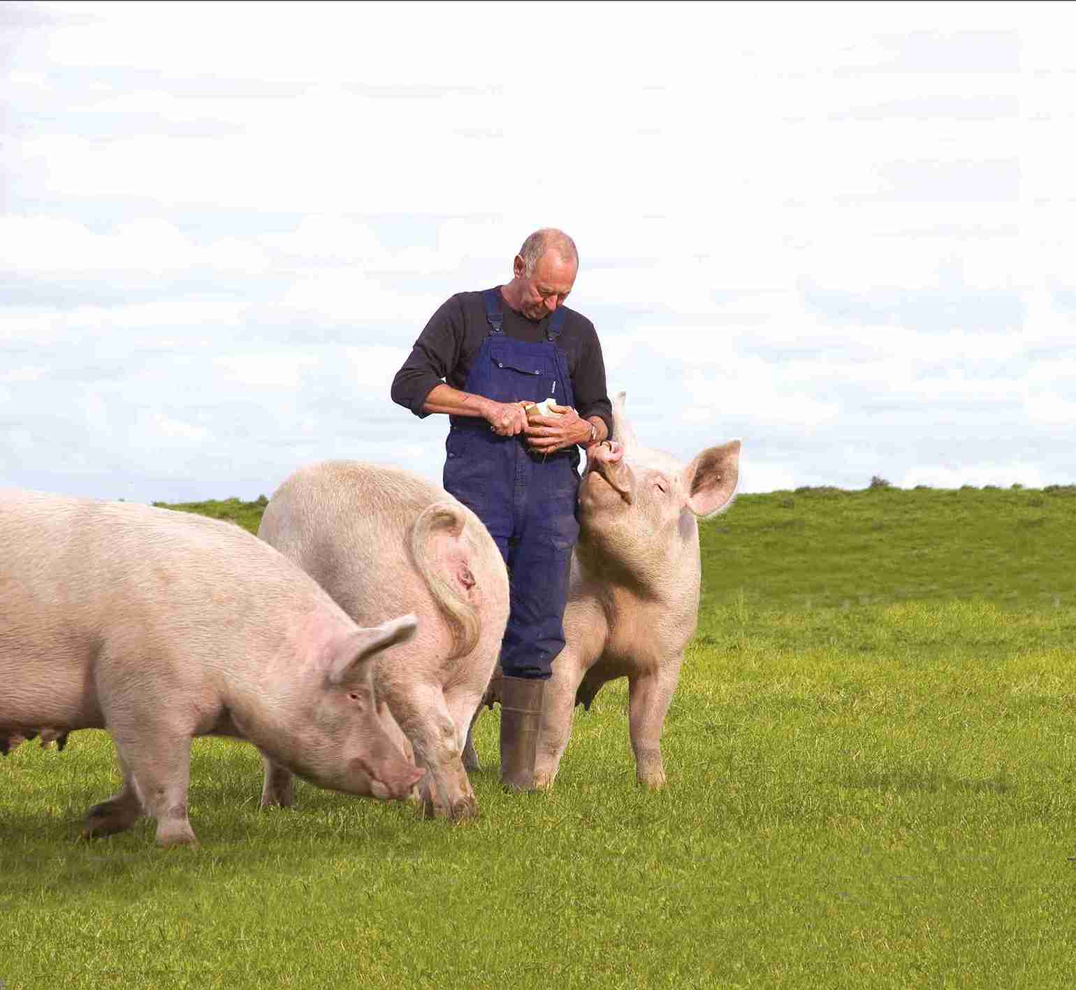 Ein Schweinezüchter steht in einem Gehege, umgeben von drei großen Schweinen.