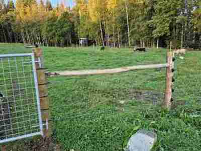 Vier Schafe laufen sicher in ihrem wolfssicheren Gehege mit fünf Reihen stromführender Drähte und einem Stahltor.