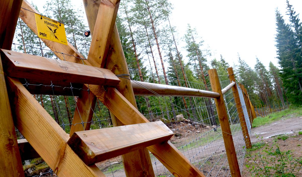 Im Vordergrund ist eine Treppe zu sehen, über die man einen Waldzaun überqueren kann.