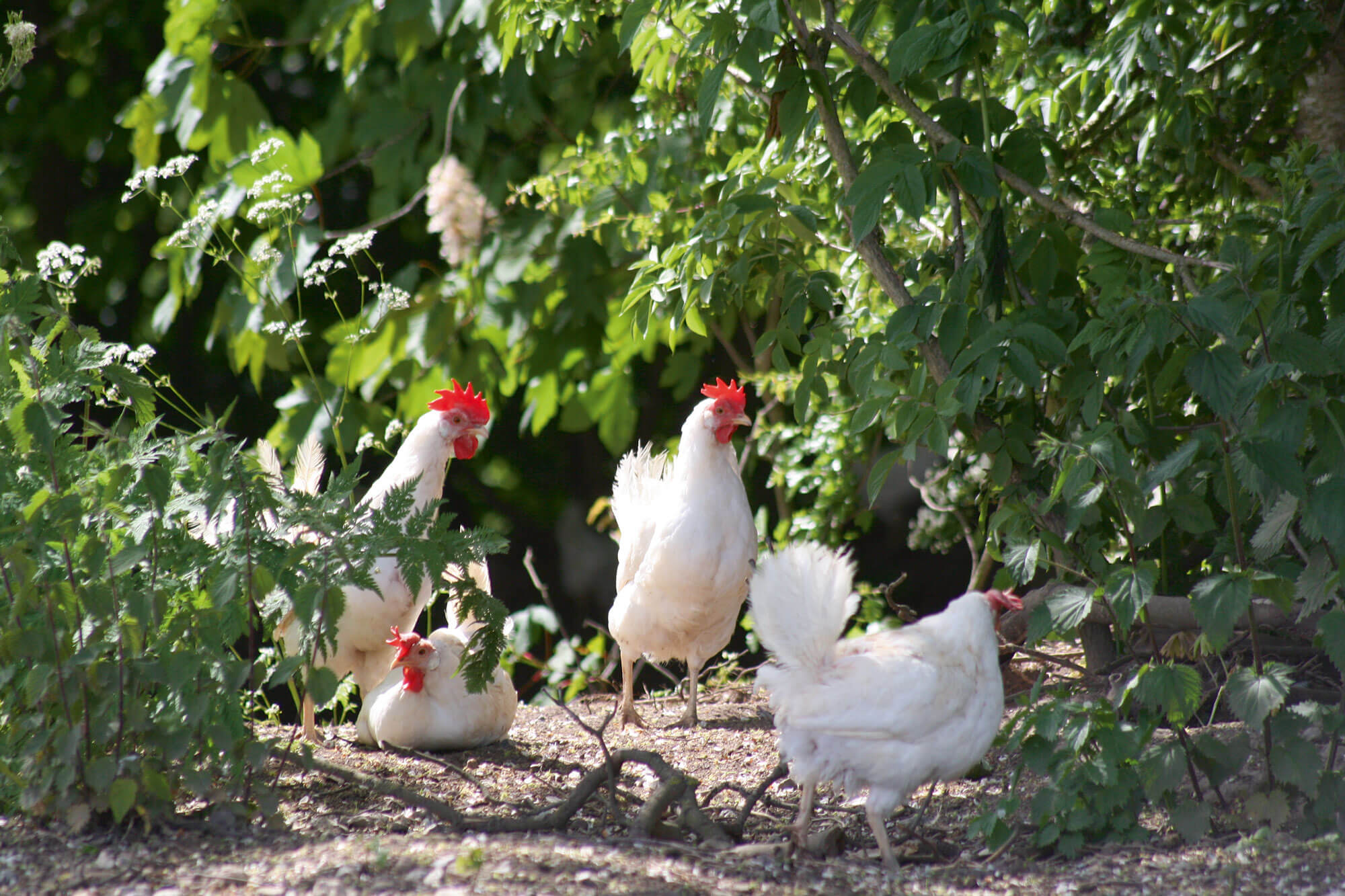 Vier freilaufende Hühner laufen zwischen Büschen und Bäumen in ihrem Hühnerstall umher.