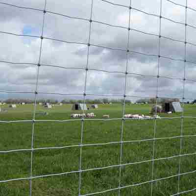 Durch einen Maschendrahtzaun hindurch sieht man mehrere Gruppen von freilaufenden Schweinen in einem Außengehege.