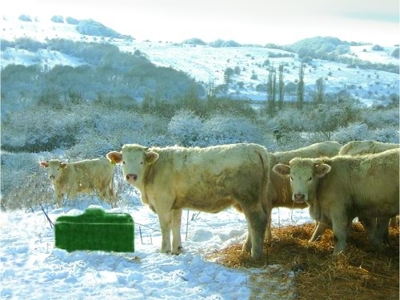 In einer verschneiten Landschaft steht eine Herde weißer Kühe neben einem Ganzjahres Trogtränke