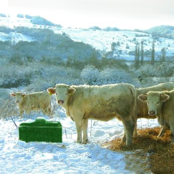 In einer verschneiten Landschaft steht eine Herde weißer Kühe neben einem Ganzjahres Trogtränke