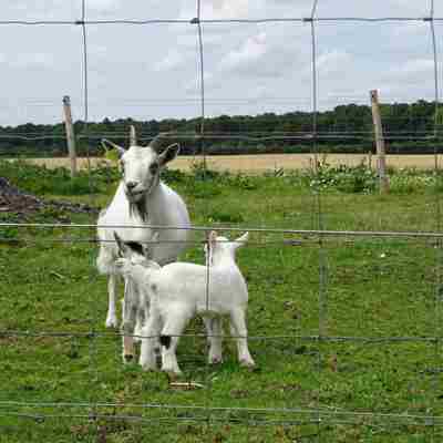 Eine Ziege steht mit zwei Zicklein in einem Gehege.