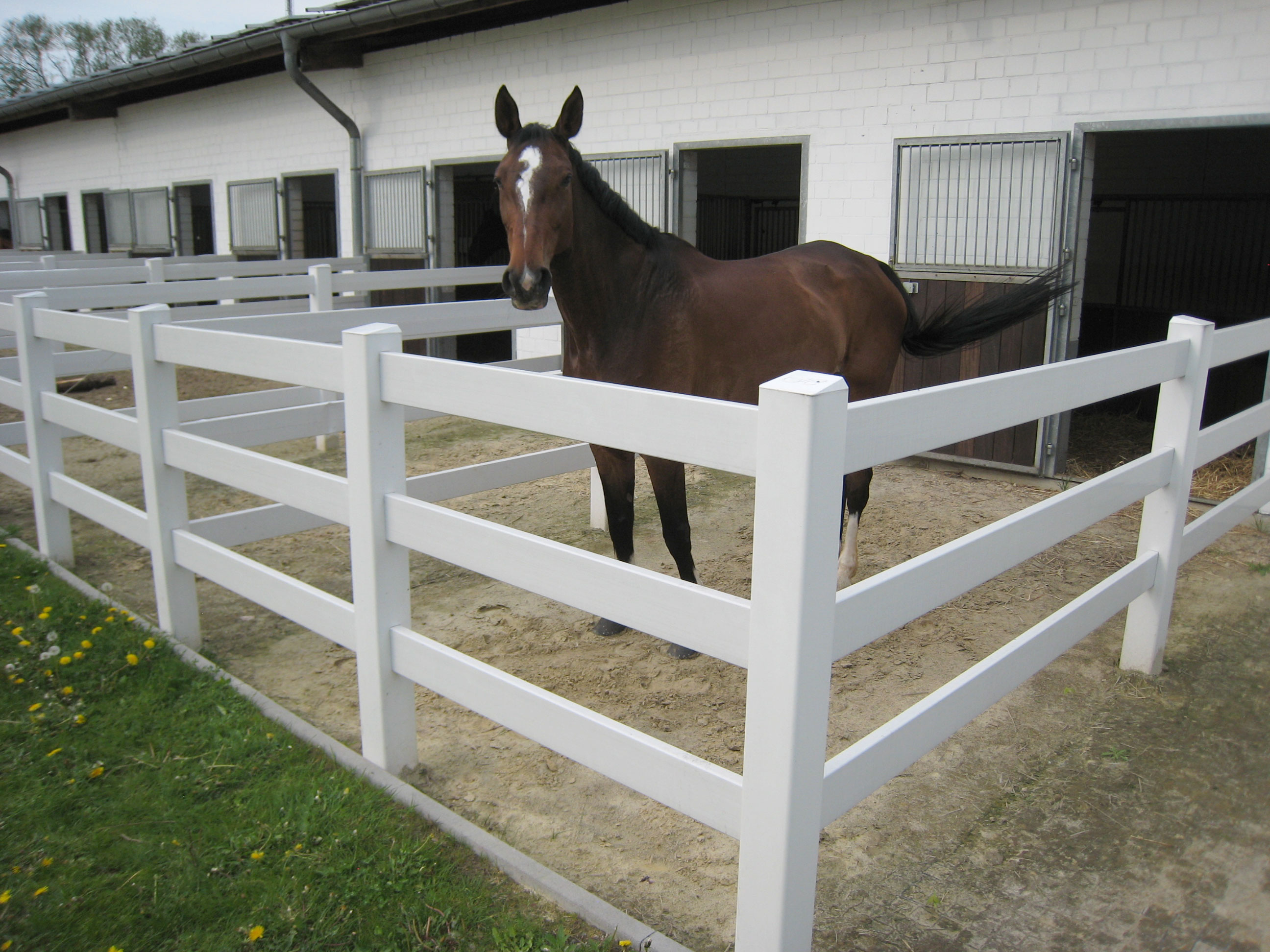 Ein braunes Pferd steht in seinem eigenen kleinen Gehege neben dem Stall. Das Gehege besteht aus einem weißen Kunststoffpferdezaun.