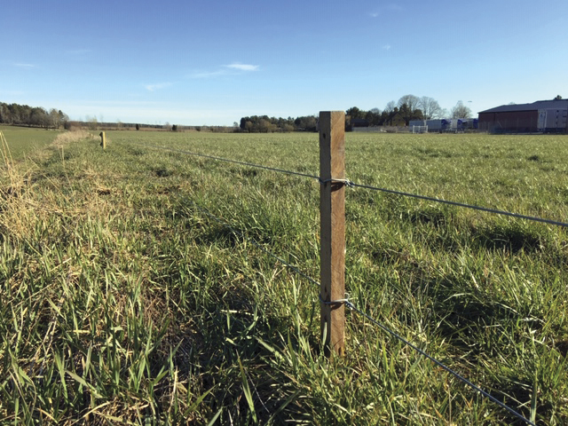 Ein Feld wird mit einem Elektrozaun vor Wildschweinen geschützt