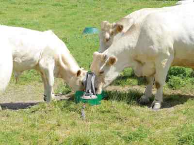 Mehrere helle Kühe trinken Wasser aus einer grünen Weidepumpe auf einer Wiese.
