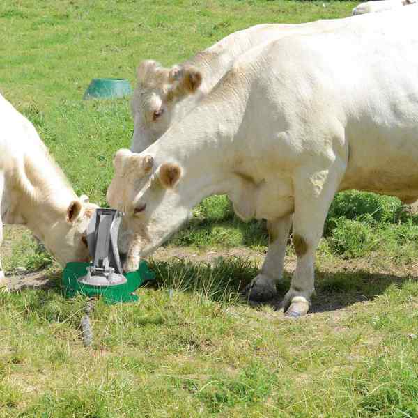 Mehrere helle Kühe trinken Wasser aus einer grünen Weidepumpe auf einer Wiese.
