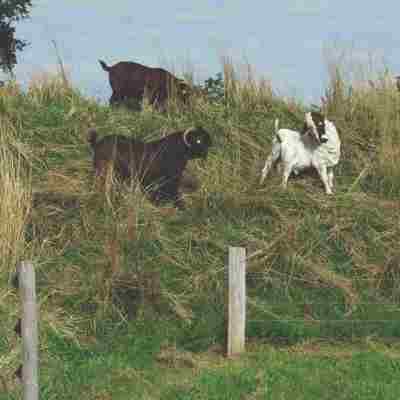 Drei Ziegen stehen an einem Hang hinter einem Elektrozaun